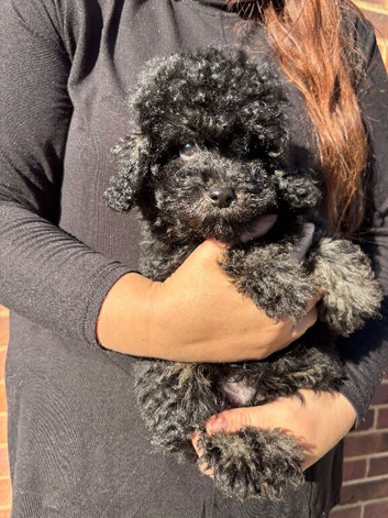 Handsome toy Cavapoo boy