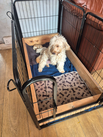 GIRL COCKERPOO PUPPY