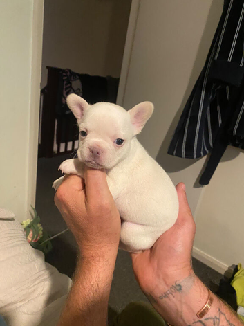 Adorable frenchie puppies