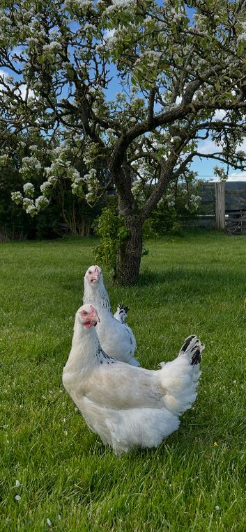 Gorgeous Variety of Point of Lay Hens