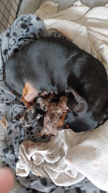 Adorable Miniature dachshund puppies Ready Now