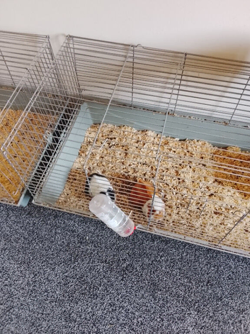 Guinea pigs for sale