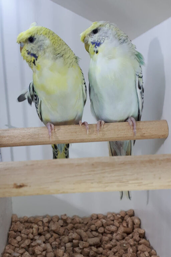 Two Female Hagaromo Texas Clear Body