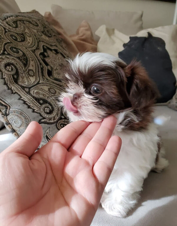My shih tzu small female