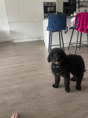 Miniature golden doodle bitch
