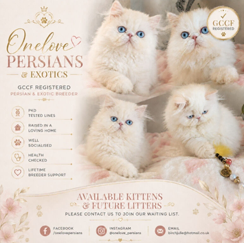 GCCF Registered pure breed kitten