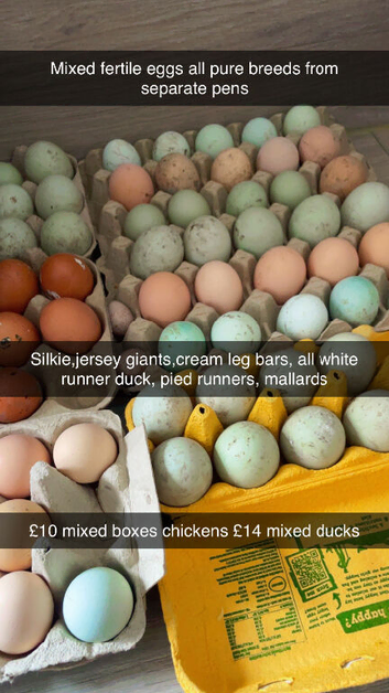 Mixed eggs