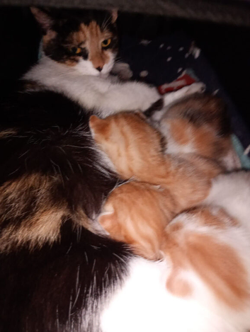 Calico kittens