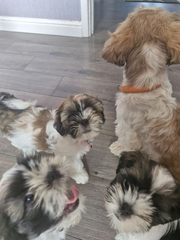 Shih Tzu Puppy's  ️