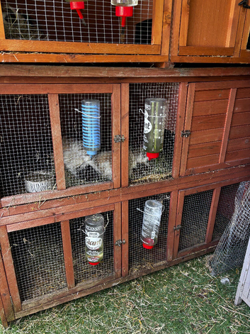 4 guinea pigs