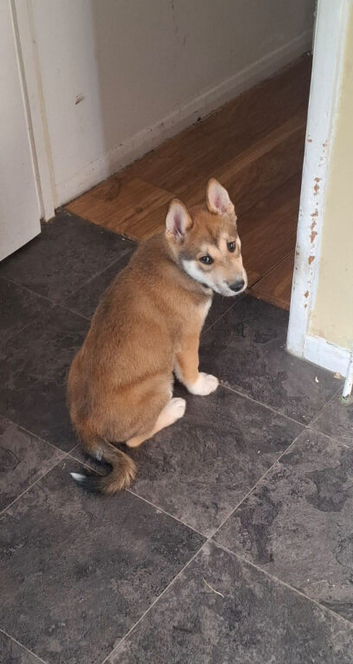 Rehome 6 month old husky +nikita