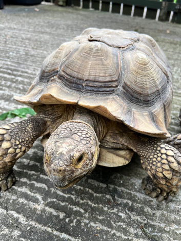 Heterozygous sulcata tortoise