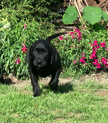 Labrador Retreivers Great pups For sale KC REG