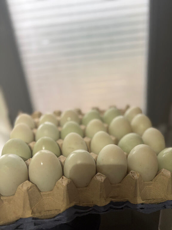 Fertile Indian runner duck eggs