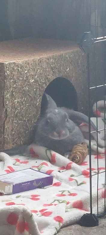 Blue Otter mini lop slate grey colour