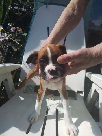 KC registered Bobtail boxer looking for sale