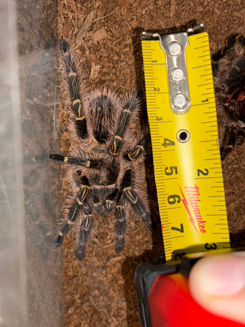Healthy Chaco Golden Knee Tarantula (Grammostola pulchripes) ~3.5" Leg Span