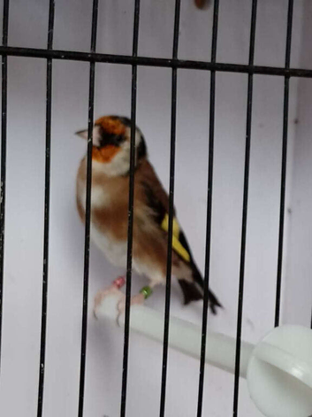GOLDFINCHES