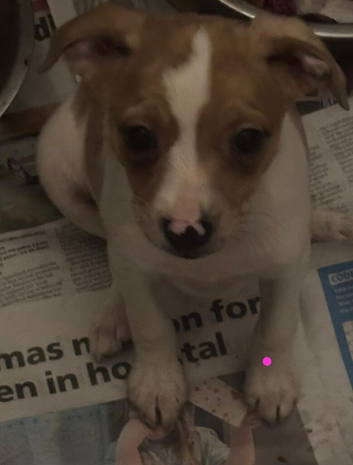 Jack russel pups availabe
