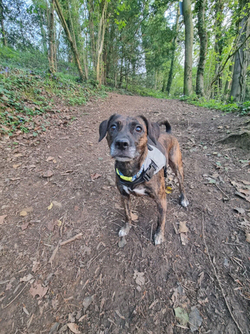 Staffie x cocker spaniel