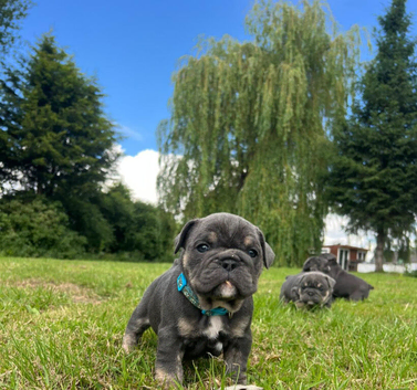 French bulldog/British bulldog