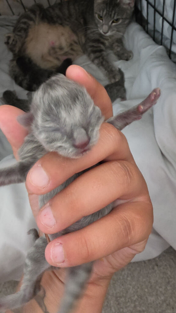 4 kittens for sale