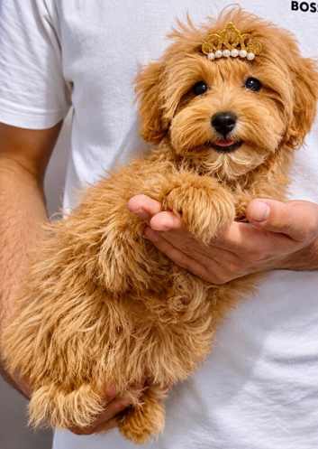 BEAUTIFUL MALTIPOO GIRL.