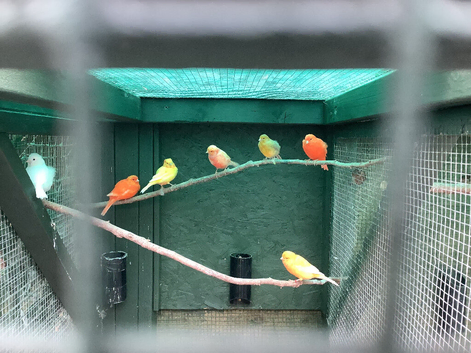 Canary's for sale