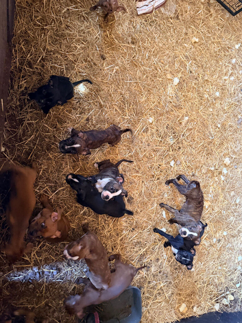 Boxer x Boston terrier. Aka mini boxer quick sale