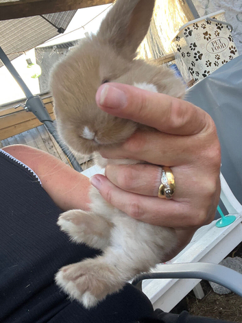 4 beautiful lop bunnies