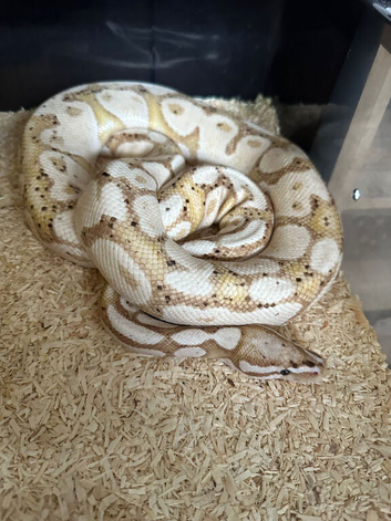 Ball pythons for sale