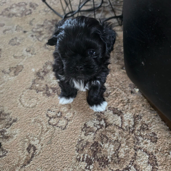 4 lhasa apso pups