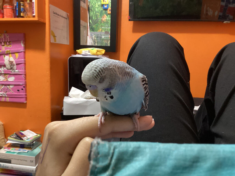 Hand-Tamed Female Young Budgerigars