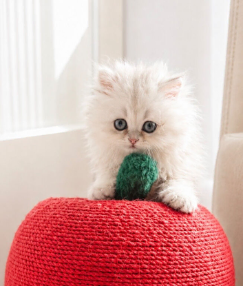 GCCF registered silver Persian (chinchilla)