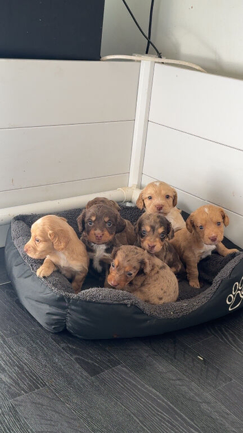 7 stunning cocker Spaniels