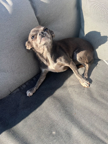 Chihuahua girl