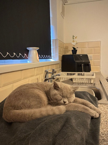 Beautiful grey british shorthair with a tint of beige