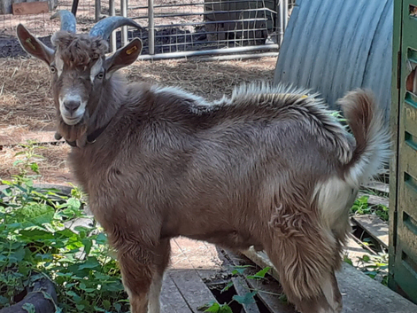 Stunnning Entire Intact Billy Toggenburg Goat - Father Pedigree