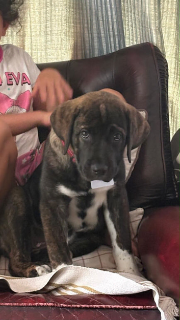 Beautiful can corso&Caucasian Shepard female puppy - Fully vaccinated -&pound;1000