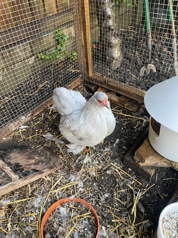 Hen Pekin bantam