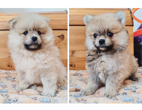 Ready now - Pomeranian puppies