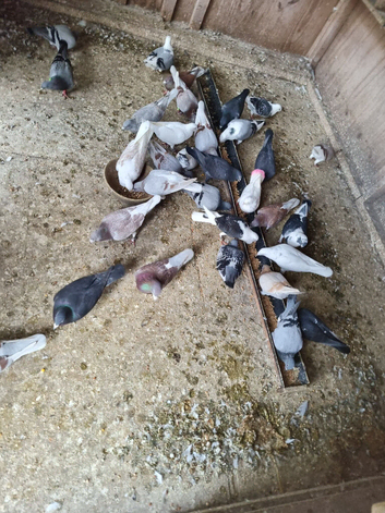 Racer pigeon