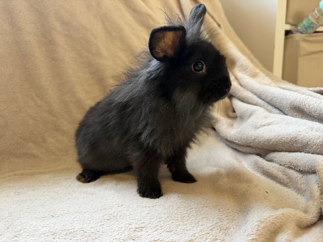 Two gorgeous lionhead baby bunnies