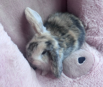 Beautiful rabbits