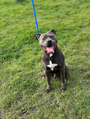 Staffy stud