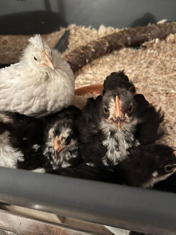 Mottled bantam cockerels