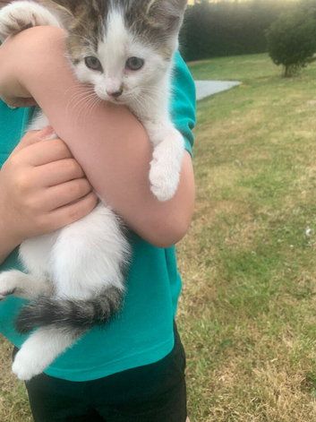 Female kitten 8 weeks old
