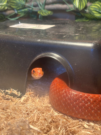 female corn snake