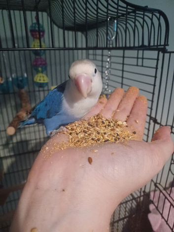 Love bird