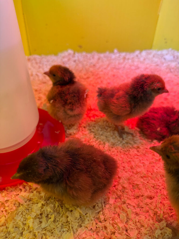 Very cute Gold Laced Orpington Chicks Unsexed x5 available